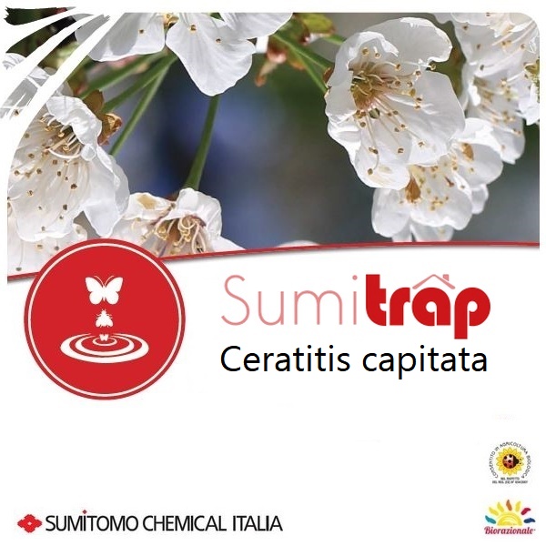 SUMITRAP CERATITIS CAPITATA(9fe+3ca+9fo)