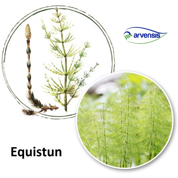 ARVEQ90025 - EQUISTUN x 250 ml.