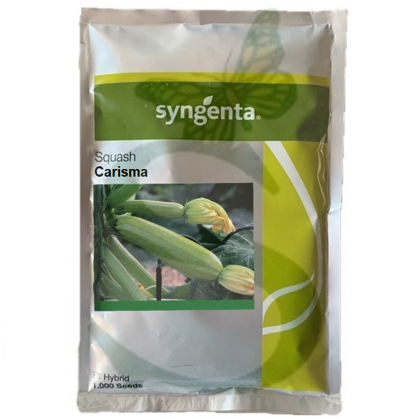 SYN2ZUC080 - ZUCCHINO CARISMA -1000 semi-