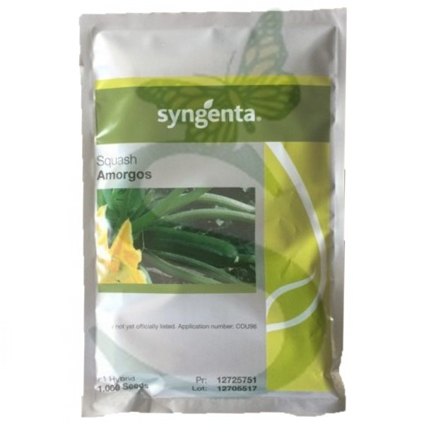 SYN2ZUC035 - ZUCCHINO AMORGOS -1000 semi-