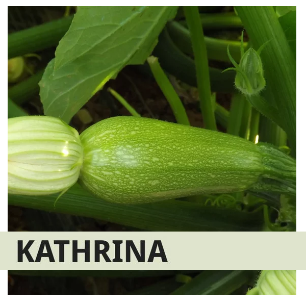 SYN2ZUC205 - ZUCCHINO KATHRINA -1000 semi-