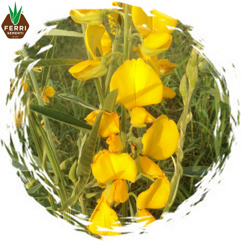 FRRFOCR50250 - CROTALARIA JUNCEA SUNN HEMP x 25 kg.