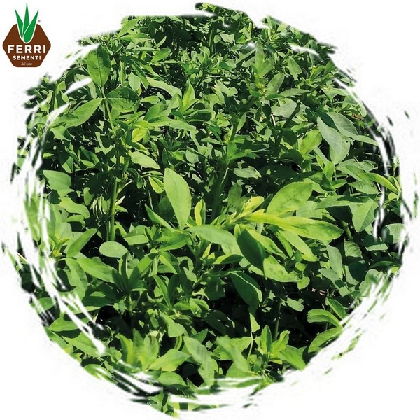 FRRFOER10250 - ERBA MEDICA SABRINA x 25 kg.