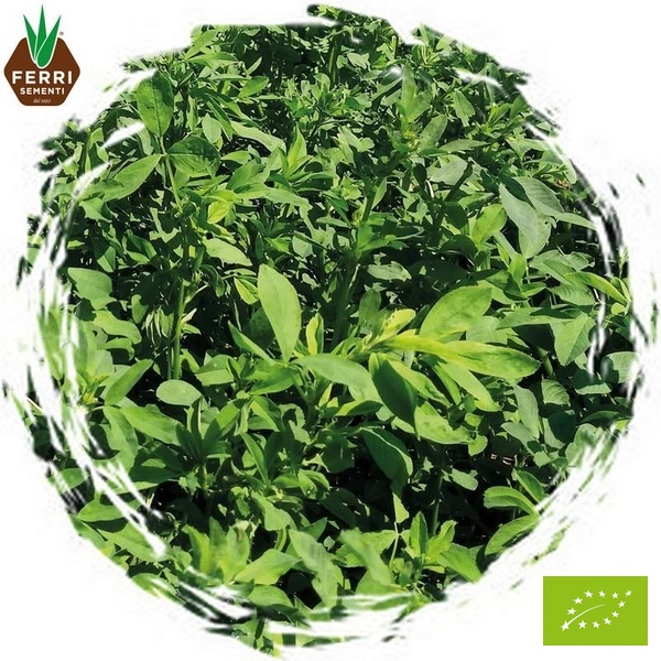 FRRFOER11250 - ERBA MEDICA SABINA -BIO- x 25 kg.